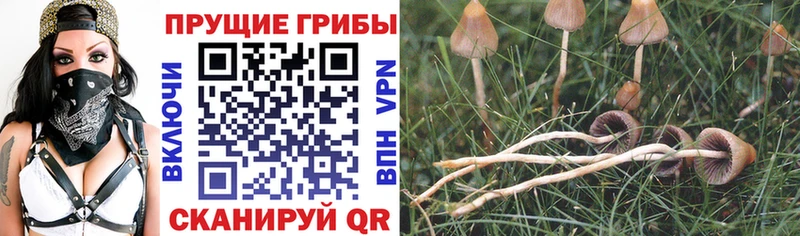 Галлюциногенные грибы прущие грибы  МЕГА ссылка  Абдулино 